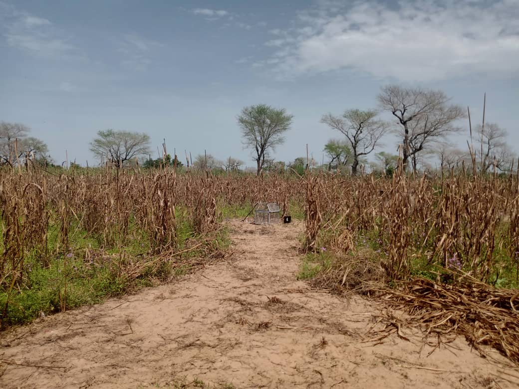 Les Faidherbia albida qui se défeuillent entièrement au milieu des champs en hivernage pour permettre aux cultures d’être correctement nourries par les pluies et la lumière/Crédit Photo /Ferdinand Mbonihankuye