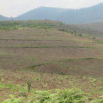 Who’s Clearing Burundi’s Kibira Forest? Farmers and Government
