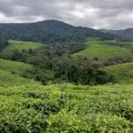 Tea vs Trees: Burundi is Trading a National Park for a Cash Crop