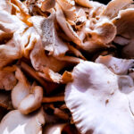 Africa Pushes fungi ito conservation frameworks, transformin how ecosystems are valued